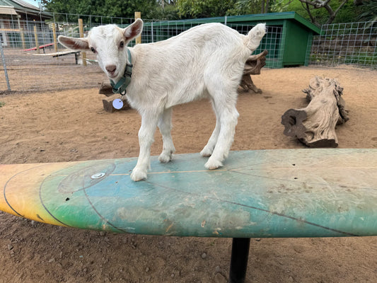 Legacy - A Tale of Golf, Goats, and Grandaddy