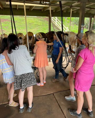 Goat Farm Hawaii - Evening Chore & Milking Tour