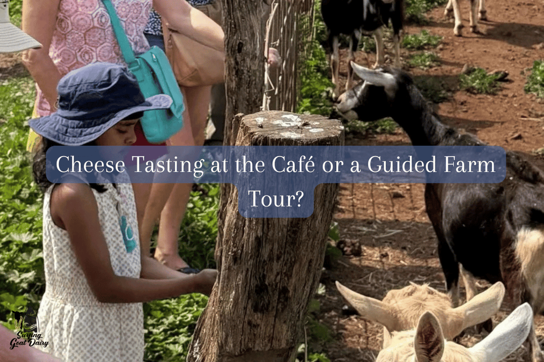 Cheese Tasting in Maui: What to Expect at Surfing Goat Dairy