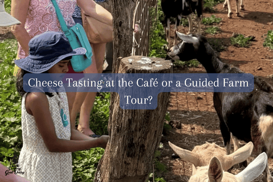 Cheese Tasting in Maui: What to Expect at Surfing Goat Dairy