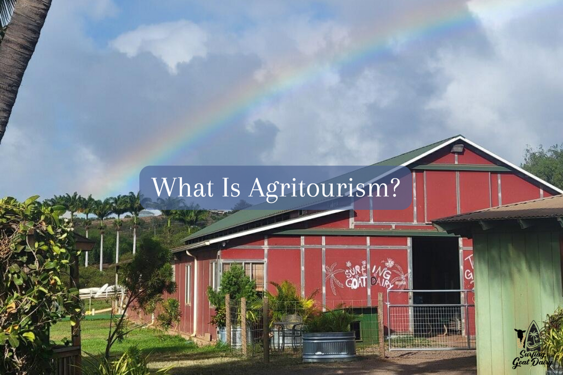 What Is Agritourism? Experience It Firsthand at Surfing Goat Dairy in Maui