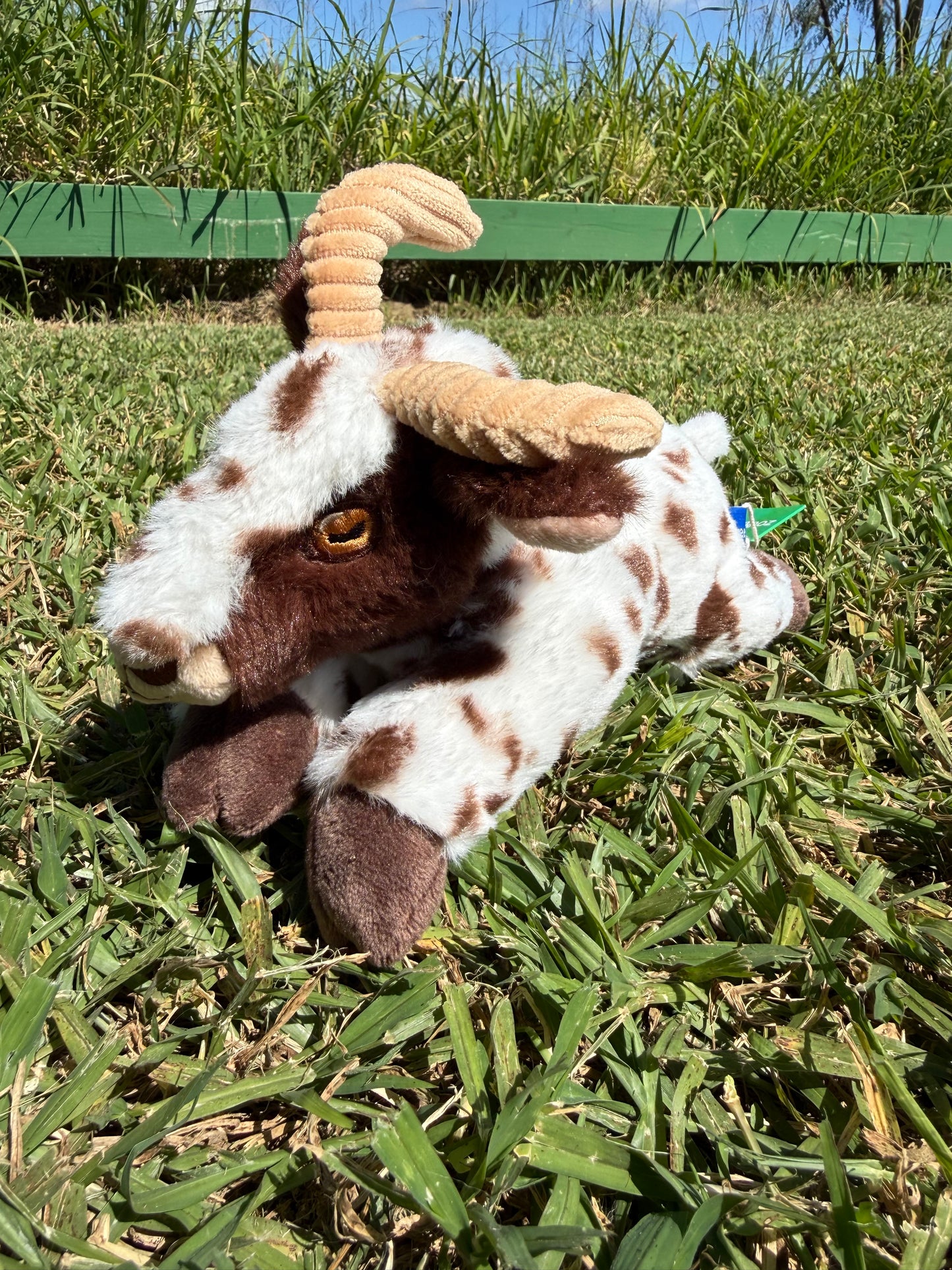 Medium Stuffed Goat