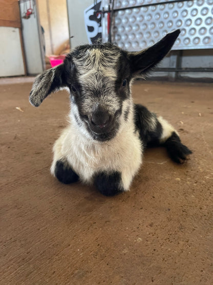 Name A Baby Goat