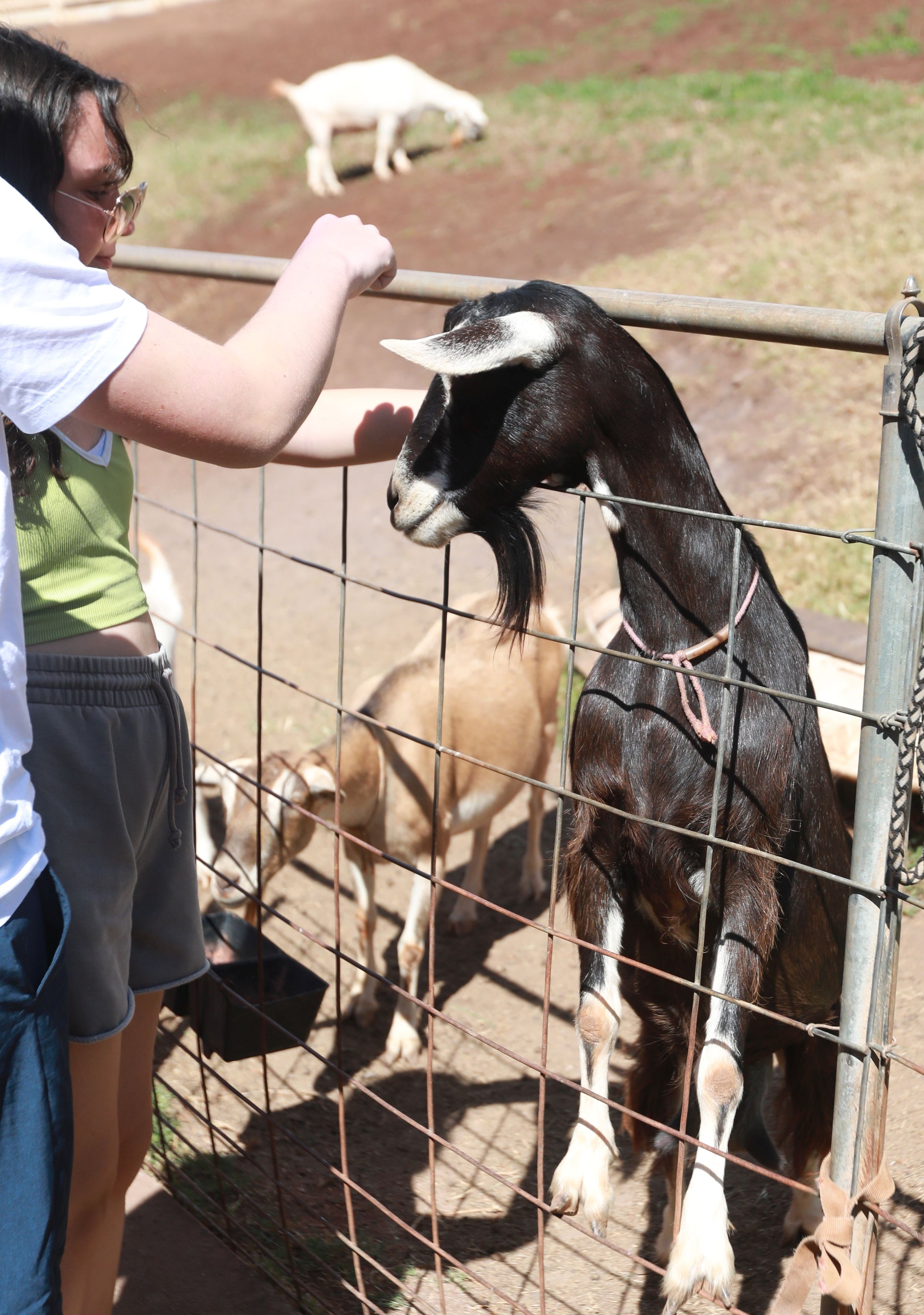 Daily Casual Tour: A Fun and Family-Friendly Goat Farm Experience ...
