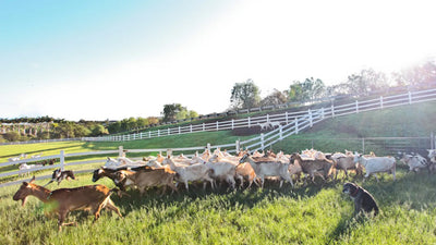 Traveler: Surfing Goat Dairy Farm Review