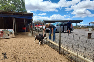 Surfing Goat Dairy Featured in Hawaii Aloha Travel “Maui Dispatch”
