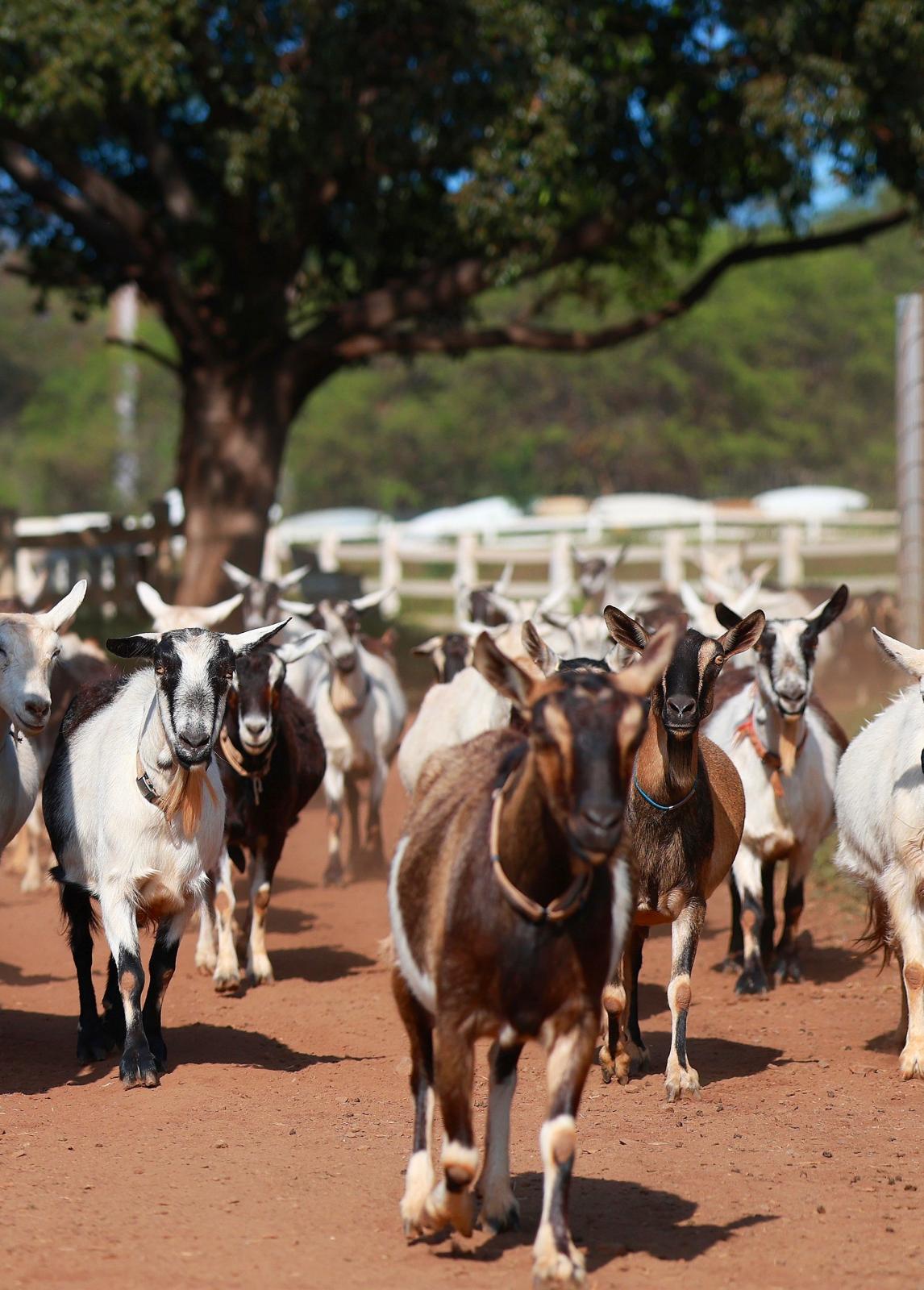 Surfing Goat Dairy - Tourist Attraction in Kula