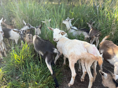 Goats prove their worth (and appetite) in wildfire mitigation program on Maui